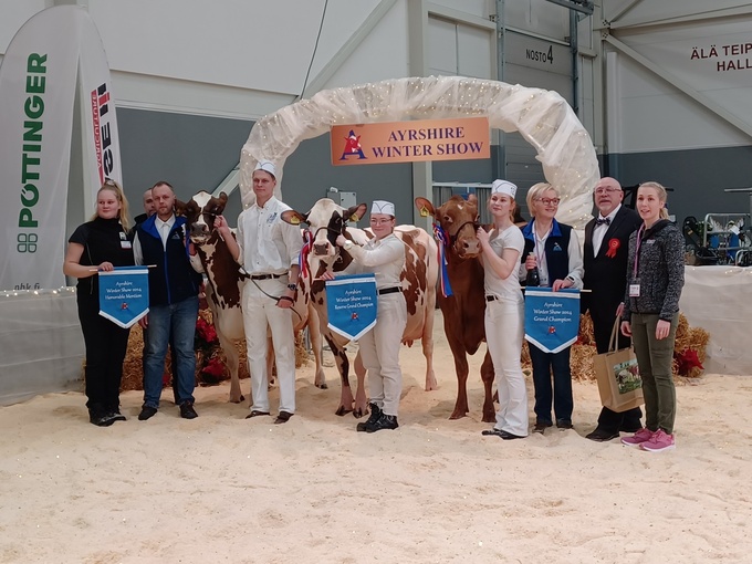 Ayrshiren vuosinäyttely Ayrshire Winter Show 2024 Suomen